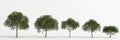 3d illustration of set schinus terebinthifolia tree isolated on white background Royalty Free Stock Photo