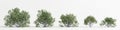 3d illustration of set simmondsia chinensis tree isolated on white bachground