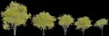 3d illustration of set Sophora microphylla trees isolated on black background