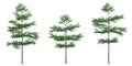 3d illustration of set Terminalia mantaly tree isolated on white background
