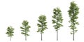 3d illustration of set tilia europaea tree isolated on white background