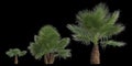 3d illustration of set washingtonia filifera palm isolated on black background