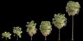 3d illustration of set Washingtonia filifera palm isolated on black background