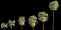 3d illustration of set Washingtonia filifera palm isolated on black background