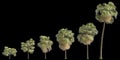 3d illustration of set Washingtonia filifera palm isolated on black background