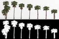 3d illustration of set Washingtonia robusta tree isolated on white and its mask