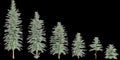 3d illustration of set Wollemia nobilis tree isolated on black background Royalty Free Stock Photo