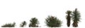 3d illustration of set yucca baccata bush isolated on white background