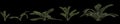 3d illustration of set zamia furfuracea plant isolated on black background