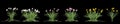 3d illustration of set Zephyranthes bush isolated on black baclground