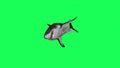 Shark In A Green Screen - background Royalty Free Stock Photo