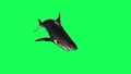 Shark In A Green Screen - background Royalty Free Stock Photo