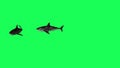 Shark In A Green Screen - background Royalty Free Stock Photo