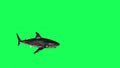 Shark In A Green Screen - background Royalty Free Stock Photo