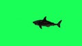 Shark In A Green Screen - background Royalty Free Stock Photo