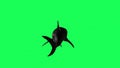 Shark In A Green Screen - background Royalty Free Stock Photo