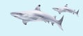 3D illustration of a `Sharks` Into the sea.