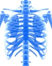 3D illustration of shiny blue skeleton system.