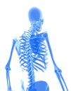 3D illustration of shiny blue skeleton system.