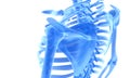 3D illustration of shiny blue skeleton system.