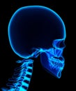 3D illustration of shiny blue skeleton system.