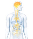 Active brain and energetic vagus nerve, communication, meditation, 3D illustration Royalty Free Stock Photo