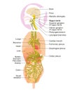 Brain with activated vagus nerve and human organs, medically Illustration Royalty Free Stock Photo