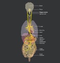 Vagus nerve and human organs, medically Illustration, labeled Royalty Free Stock Photo