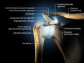 Shoulder joint, glenohumeral joint, medical 3D illustration Royalty Free Stock Photo
