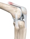 Knee joint anatomy, side view, medically 3D illustration