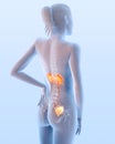 Painful urinary system of a woman, medically 3D illustration Royalty Free Stock Photo