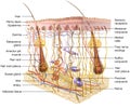 Skin Anatomy. Sensory receptors. 3D illustration