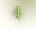 Bacterium clostridium difficile, scientific 3D illustration