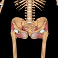 3d illustration of the gluteal muscles on skeleton front view