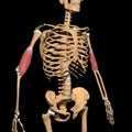 Human brachialis muscles on skeleton