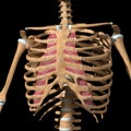 Human internal intercostal muscles on skeleton