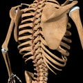 Human interspinales muscles on skeleton