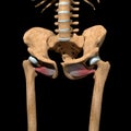 Human obturator externus muscles on skeleton