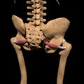 Human obturator internus muscles on skeleton
