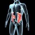 3d illustration of the internal abdominal muscles anatomical position on xray body Royalty Free Stock Photo