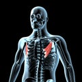 3d illustration of the pectorals minor muscles anatomical position on xray body