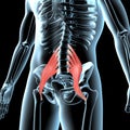 3d illustration of the psoas major muscles anatomical position on xray body