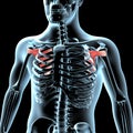 3d illustration of the subscapularis muscles anatomical position on xray body Royalty Free Stock Photo