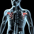 3d illustration of the subscapularis muscles anatomical position on xray body