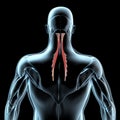 3d illustration of the semispinalis capitis muscles on xray musculature