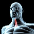 3d illustration of sternohyoid muscles on xray musculature