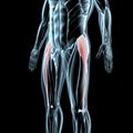 3d illustration of the tensor fasciae latae muscles on xray musculature