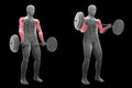 3d illustration of standing barbell curl Royalty Free Stock Photo