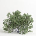 3d illustration of simmondsia chinensis tree isolated on white bachground