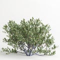 3d illustration of simmondsia chinensis tree isolated on white bachground